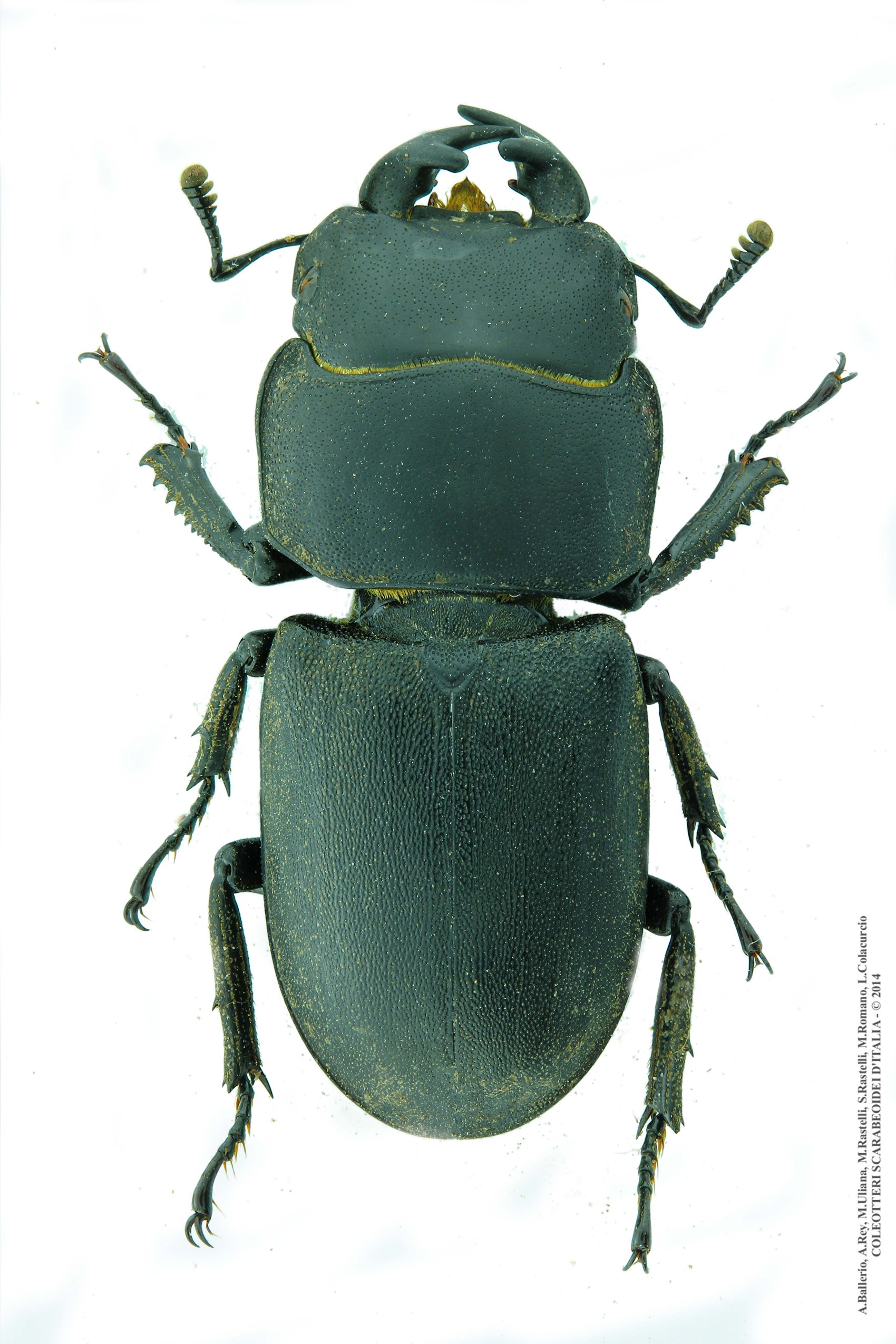 Dorcus parallelipipedus, maschio 